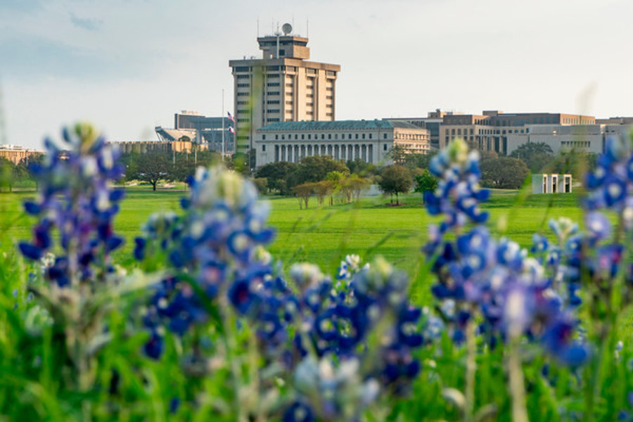 Bluebonnets with a view of campus in the background.